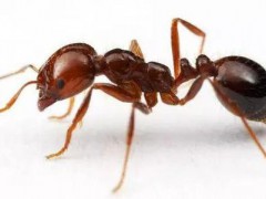 光譜分析技術(shù)助力監(jiān)測紅火蟻